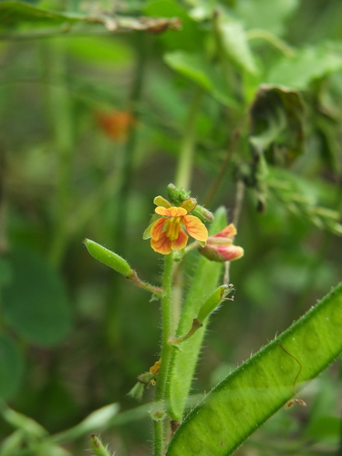 Image of Chamaecrista absus by (c) Siddarth Machado, some rights reserved (CC BY)