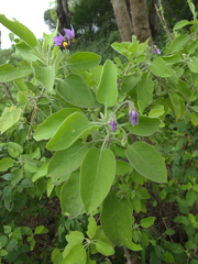 Solanum pubescens