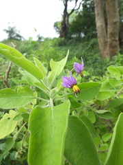 Solanum pubescens