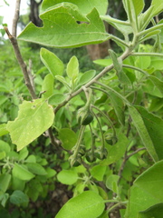 Solanum pubescens