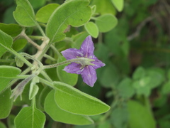 Solanum pubescens