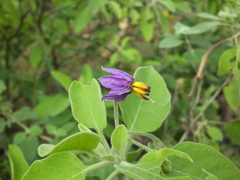Solanum pubescens