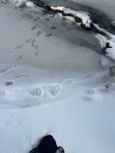 North American River Otter photographed in Pennsylvania