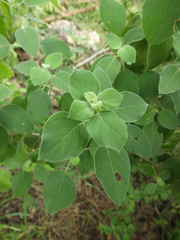 Barleria acuminata