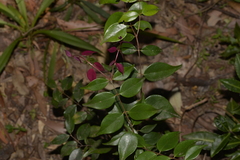 Syzygium luehmannii
