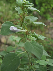 Barleria acuminata