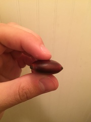 Macropsychanthus comosus