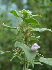 Barleria acuminata
