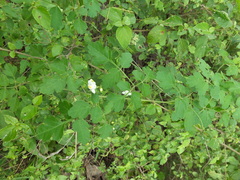 Cardiospermum corindum