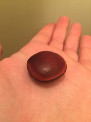 Macropsychanthus comosus