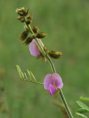 Tephrosia villosa