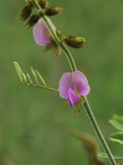 Tephrosia villosa