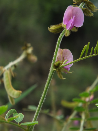 Image of Tephrosia villosa by (c) Siddarth Machado, some rights reserved (CC BY)