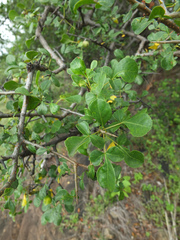 Commiphora berryi