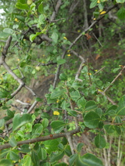 Commiphora berryi