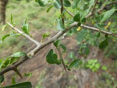 Commiphora berryi