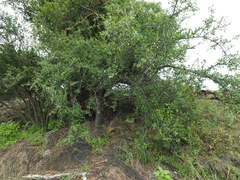 Commiphora berryi