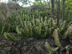 Caralluma