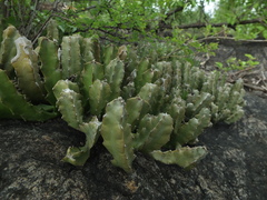 Caralluma
