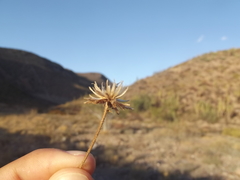Bebbia atriplicifolia