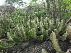 Caralluma