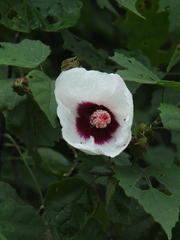 Hibiscus platanifolius