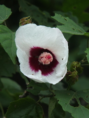 Hibiscus platanifolius