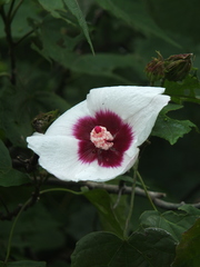 Hibiscus platanifolius