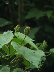 Hibiscus platanifolius