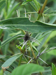 Barleria cuspidata