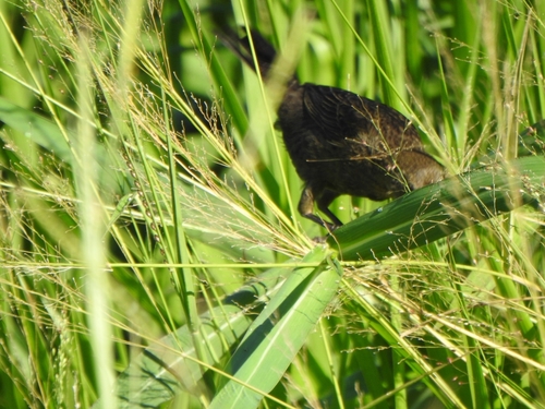 Chestnut-capped Blackbird (Chrysomus ruficapillus), photo 5