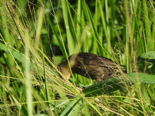 Chestnut-capped Blackbird (Chrysomus ruficapillus), photo 6