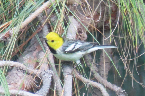 Hermit Warbler (Setophaga occidentalis), photo 4