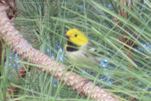 Hermit Warbler (Setophaga occidentalis), photo 5