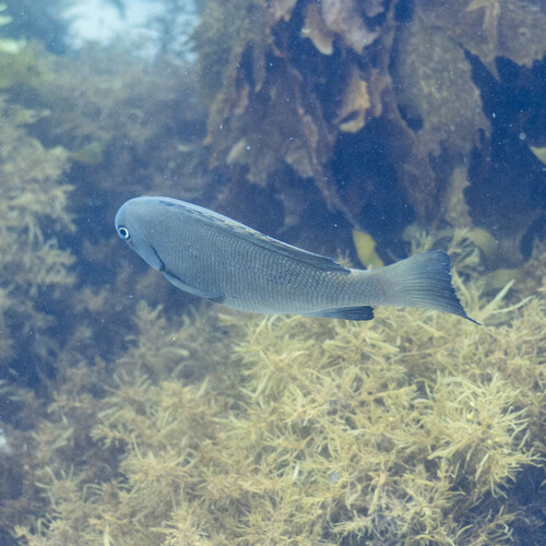Black bream (Girella elevata) — Kyphosidae — 5