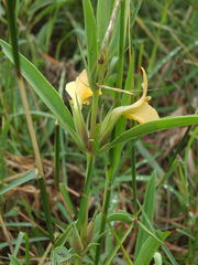 Barleria cuspidata