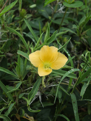 Barleria cuspidata