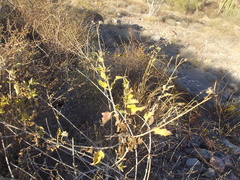 Bebbia atriplicifolia