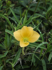Barleria cuspidata