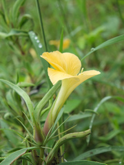 Barleria cuspidata