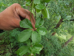 Dioscorea pentaphylla