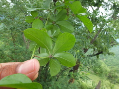 Dioscorea pentaphylla