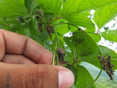 Dioscorea pentaphylla