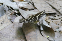 Lexias canescens