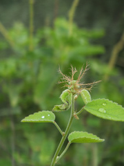 Acalypha capitata