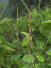 Acalypha capitata