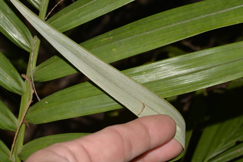 Archontophoenix alexandrae