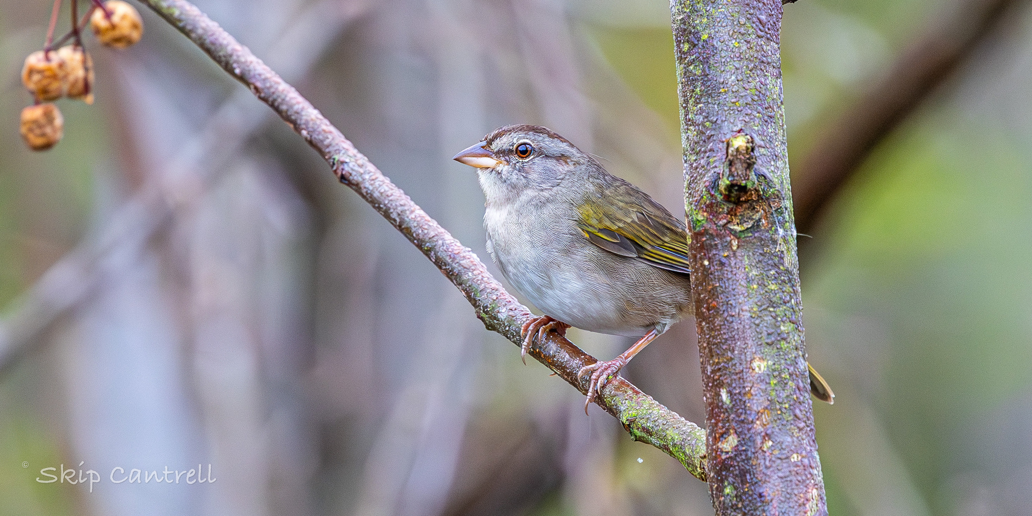 Olive Sparrow (Arremonops rufivirgatus), photo 2