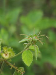 Acalypha capitata