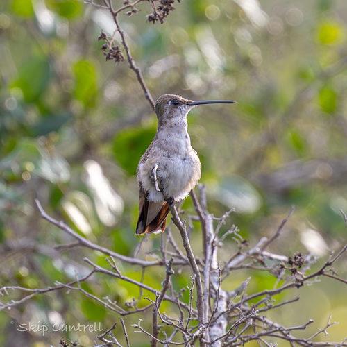 Black-chinned Hummingbird (Archilochus alexandri), photo 4